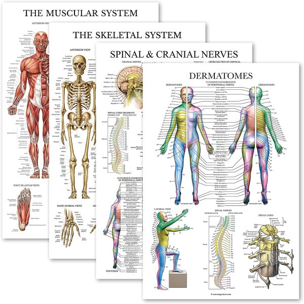 4 Pack - Anatomical Poster Set - Laminated - Muscular, Skeletal, Spinal Nerves, Dermatomes - Anatomy Chart Set (LAMINATED, 18??x 27?? - Image 2