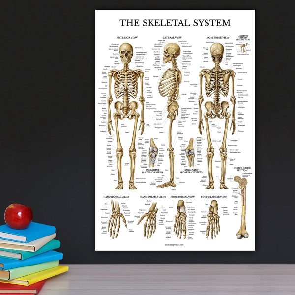 4 Pack - Anatomical Poster Set - Laminated - Muscular, Skeletal, Spinal Nerves, Circulatory System - Anatomy Chart Set (LAMINATED, 18?? x 27??)