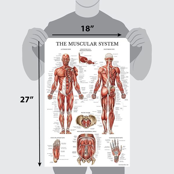 4 Pack - Anatomical Poster Set - Laminated - Muscular, Skeletal, Spinal Nerves, Circulatory System - Anatomy Chart Set (LAMINATED, 18?? x 27??) - Image 7