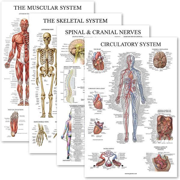 4 Pack - Anatomical Poster Set - Laminated - Muscular, Skeletal, Spinal Nerves, Circulatory System - Anatomy Chart Set (LAMINATED, 18?? x 27??) - Image 2