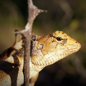 Basking spot