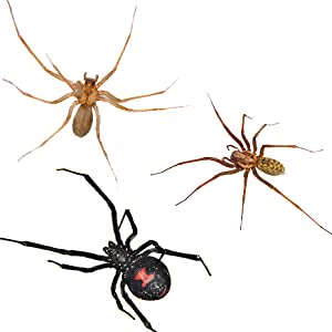 black widow, brown recluse, hobo spider, spider trap, terro, insect control, glue trap