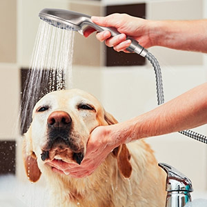 handheld showerheads