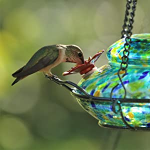 hummingbird feeding from nature's way illuminated hummingbird feeder