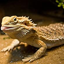 bearded dragon supplies