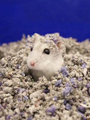 Small hamster burrowing in crumbled paper bedding