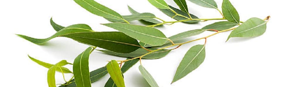 100% pure eucalyptus oil, nature's truth, aromatherapy