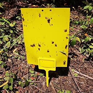 50 yellow sticky trap