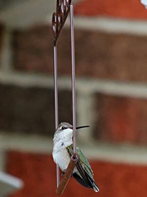 The Original Hummingbird Swing Brown