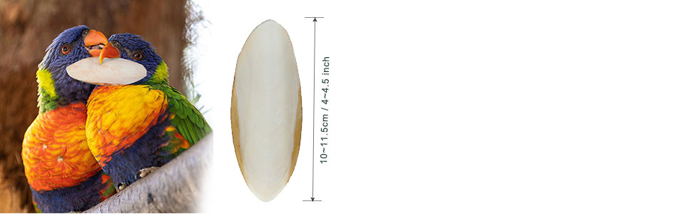  Sizes for the Cuttlebone (4~4.5 inch per each) 