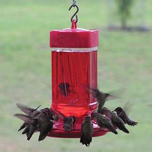 bird feeder, hummingbird feeder, hummingbird feeders, bird feeders, hanging feeder