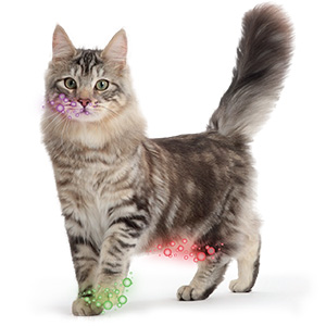 FELIWAY cat products mimic a number of natural feline pheromone cats find reassuring