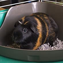 Guinea pig sitting in crumbled paper bedding in litter pan