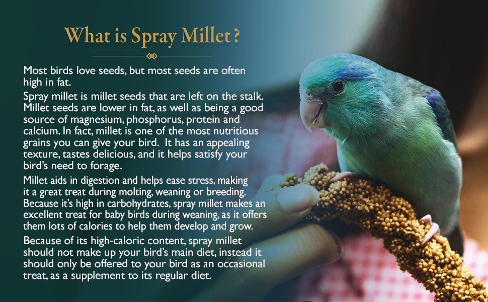 spray millet