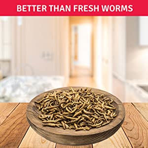 Better than Fresh Worms
