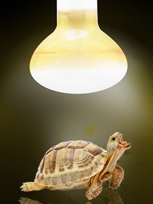 basking spot lamp