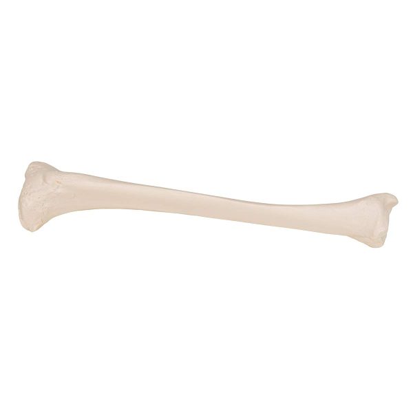 3B Scientific A35/3 Plastic Bone Models - Image 5