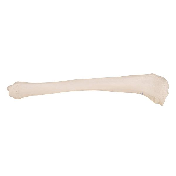 3B Scientific A35/3 Plastic Bone Models - Image 3