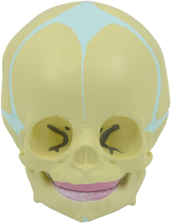 Model Skull Fetal Baby Human Actual Size, Anatomy Skull Baby Head, Removable Mandible for Human Bone Anatomy Medical Tool or Educational Display - Image 7