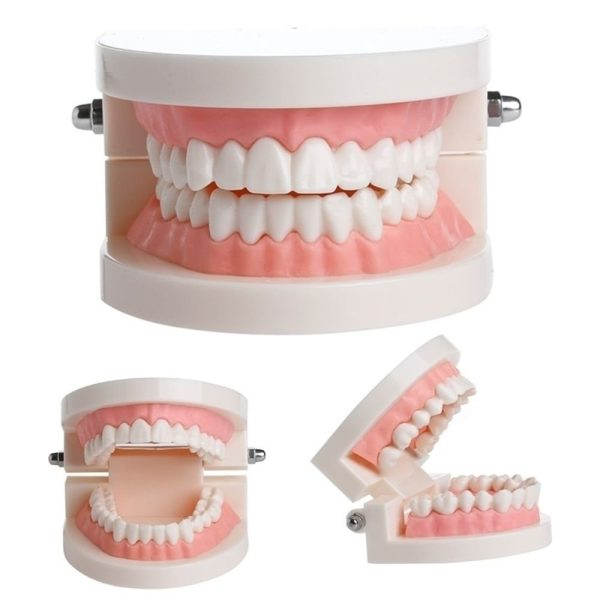 WSERE Dental Standard Teeth Model Denture Models Orthodontic Demonstration Tooth Model Teaching Study Explain for Student Kids Adults Patient Dentist - Image 7