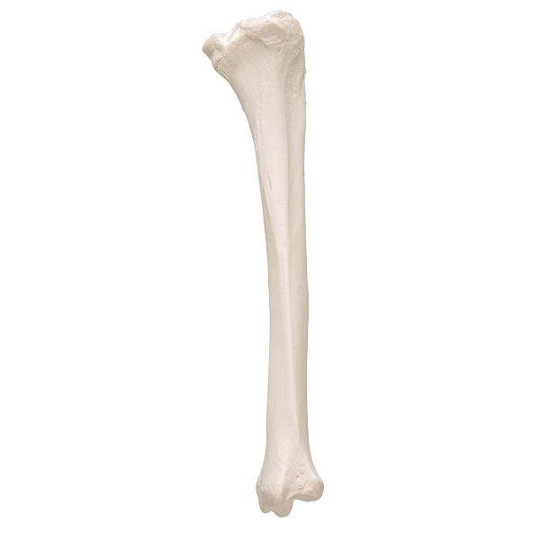 3B Scientific A35/3 Plastic Bone Models - Image 4