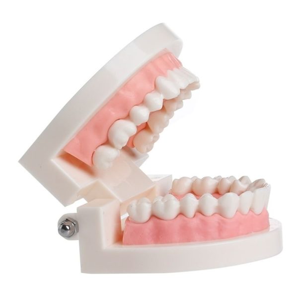 WSERE Dental Standard Teeth Model Denture Models Orthodontic Demonstration Tooth Model Teaching Study Explain for Student Kids Adults Patient Dentist - Image 4