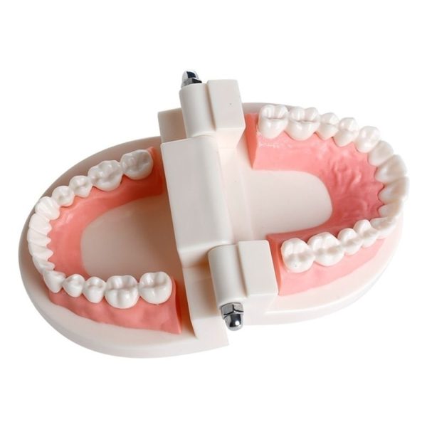 WSERE Dental Standard Teeth Model Denture Models Orthodontic Demonstration Tooth Model Teaching Study Explain for Student Kids Adults Patient Dentist - Image 2