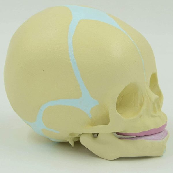 Model Skull Fetal Baby Human Actual Size, Anatomy Skull Baby Head, Removable Mandible for Human Bone Anatomy Medical Tool or Educational Display - Image 2