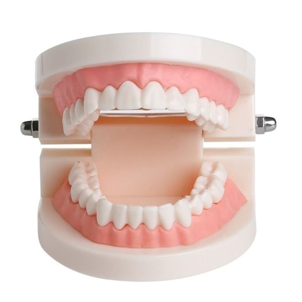 WSERE Dental Standard Teeth Model Denture Models Orthodontic Demonstration Tooth Model Teaching Study Explain for Student Kids Adults Patient Dentist - Image 6