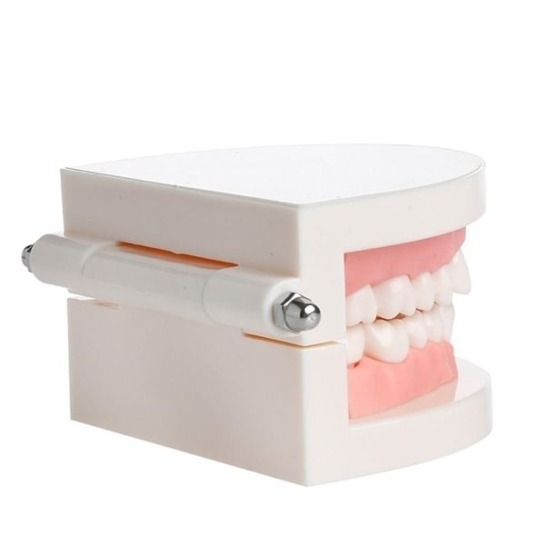 WSERE Dental Standard Teeth Model Denture Models Orthodontic Demonstration Tooth Model Teaching Study Explain for Student Kids Adults Patient Dentist - Image 5