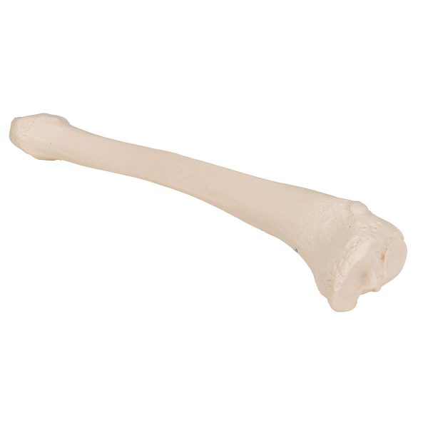 3B Scientific A35/3 Plastic Bone Models