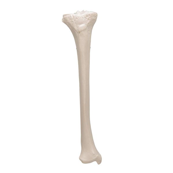 3B Scientific A35/3 Plastic Bone Models - Image 6