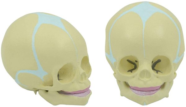 Model Skull Fetal Baby Human Actual Size, Anatomy Skull Baby Head, Removable Mandible for Human Bone Anatomy Medical Tool or Educational Display - Image 5