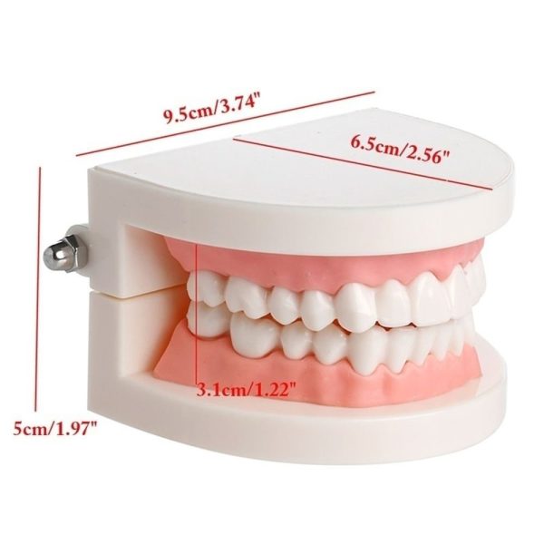 WSERE Dental Standard Teeth Model Denture Models Orthodontic Demonstration Tooth Model Teaching Study Explain for Student Kids Adults Patient Dentist