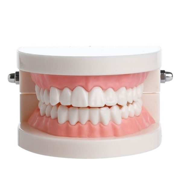 WSERE Dental Standard Teeth Model Denture Models Orthodontic Demonstration Tooth Model Teaching Study Explain for Student Kids Adults Patient Dentist - Image 3