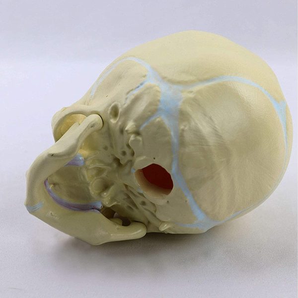 Model Skull Fetal Baby Human Actual Size, Anatomy Skull Baby Head, Removable Mandible for Human Bone Anatomy Medical Tool or Educational Display - Image 3