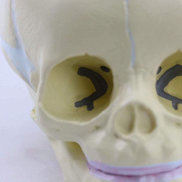 Model Skull Fetal Baby Human Actual Size, Anatomy Skull Baby Head, Removable Mandible for Human Bone Anatomy Medical Tool or Educational Display - Image 6