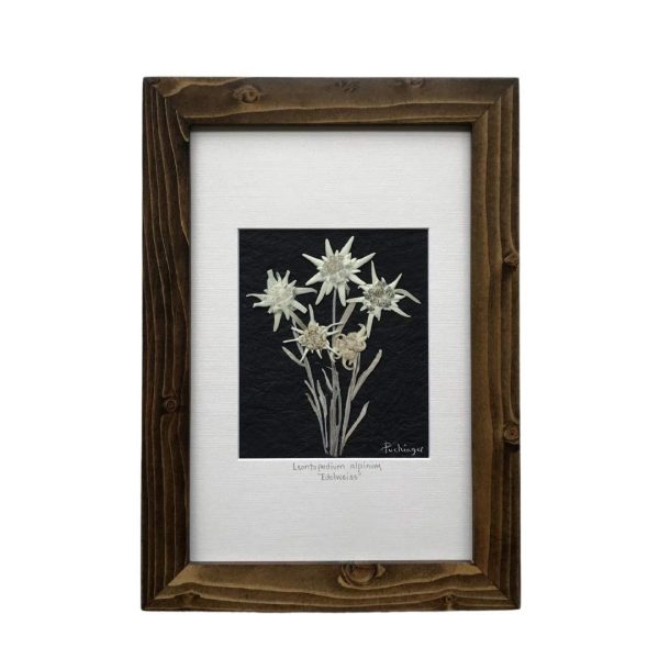 Real Pressed White Edelweiss Flower Picture Framed, Brown Frame - Image 7