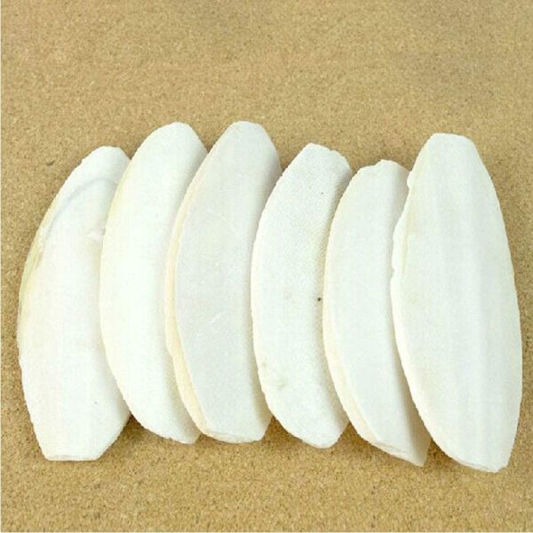 Mivofun 2PCS Natural Cuttlebone for Tortoise Turtles Snails Aquarium Birds Cockatiels Parakeets Budgies Reptiles Small Animals(4"-4.5",Small) - Image 2