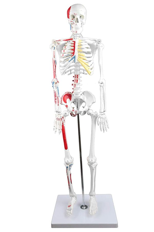 Science Resource E08140 Half Size Human Skeleton ??33??with Muscles | Skeleton Wired for Natural Movement | Muscles Hand - Painted Origins in Red, Insertions in Blue | 3 Parts Removable Skull with Labeled Instruction Manual - Image 4