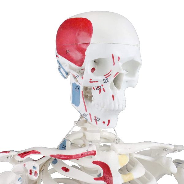 Science Resource E08140 Half Size Human Skeleton ??33??with Muscles | Skeleton Wired for Natural Movement | Muscles Hand - Painted Origins in Red, Insertions in Blue | 3 Parts Removable Skull with Labeled Instruction Manual - Image 5