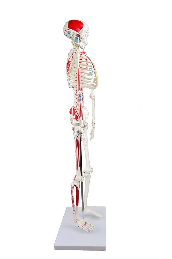 Science Resource E08140 Half Size Human Skeleton ??33??with Muscles | Skeleton Wired for Natural Movement | Muscles Hand - Painted Origins in Red, Insertions in Blue | 3 Parts Removable Skull with Labeled Instruction Manual