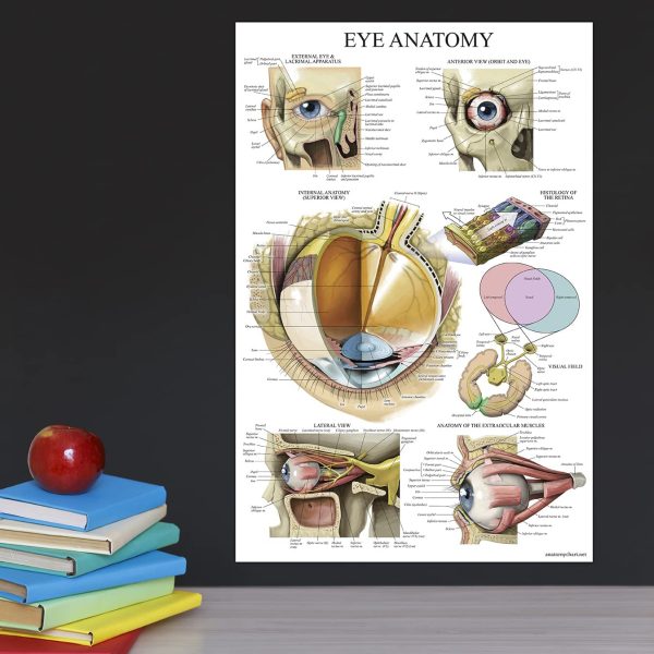 Palace Learning Laminated Eye Anatomical Poster - Human Eye Anatomy Chart - 18 x 27 - Image 5