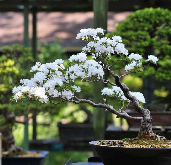 Rare 10Pcs Cherry Blossom Tree Bonsai, Hardy Perennial Tree - Image 3