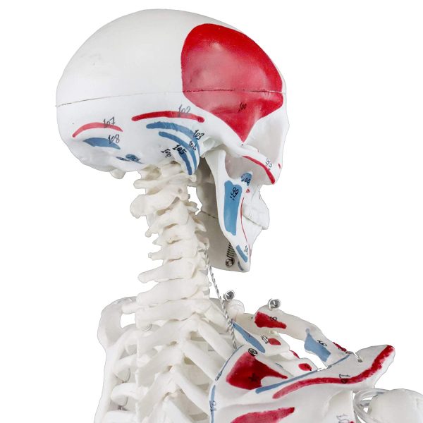 Science Resource E08140 Half Size Human Skeleton ??33??with Muscles | Skeleton Wired for Natural Movement | Muscles Hand - Painted Origins in Red, Insertions in Blue | 3 Parts Removable Skull with Labeled Instruction Manual - Image 6