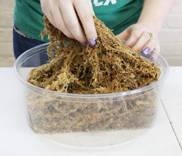 Sphagnum Moss 12 Liters New Zealand AAA Grade Great for Reptiles, Bedding and Terrarium 150 Gram Bale - Image 5