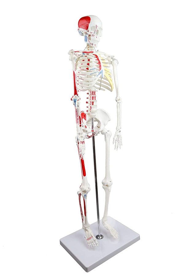 Science Resource E08140 Half Size Human Skeleton ??33??with Muscles | Skeleton Wired for Natural Movement | Muscles Hand - Painted Origins in Red, Insertions in Blue | 3 Parts Removable Skull with Labeled Instruction Manual - Image 7