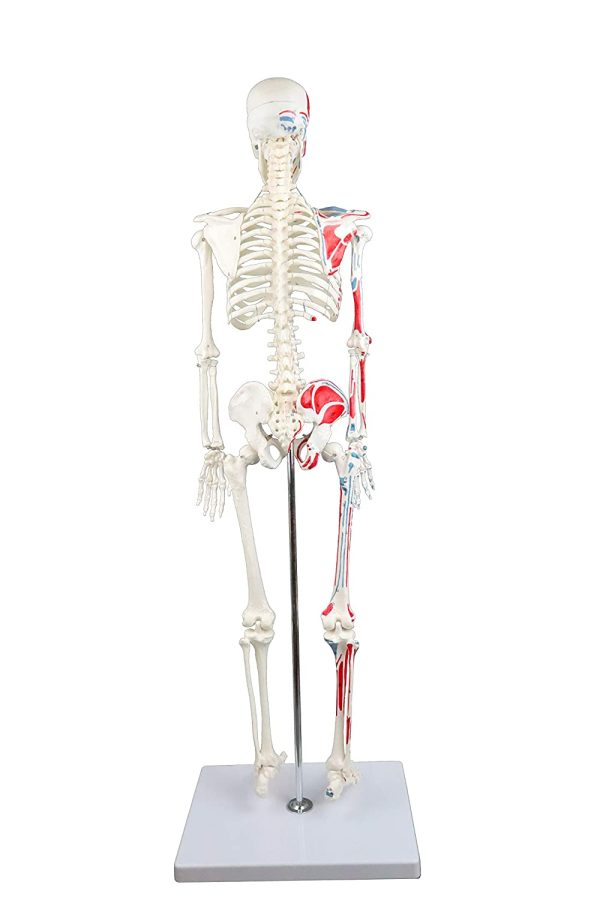 Science Resource E08140 Half Size Human Skeleton ??33??with Muscles | Skeleton Wired for Natural Movement | Muscles Hand - Painted Origins in Red, Insertions in Blue | 3 Parts Removable Skull with Labeled Instruction Manual - Image 2