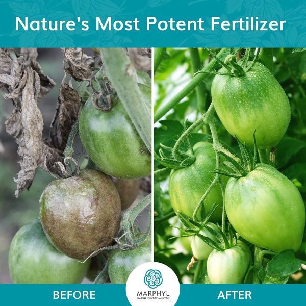 MARPHYL Organic Liquid Fertilizer ??Indoor & Outdoor House Plant Fertilizer - All-Purpose Nutrient-Rich Plant Food - Soil Enhancer for Garden, Flowers, Vegetables, Succulents, Bamboo, Hydroponics - Image 2