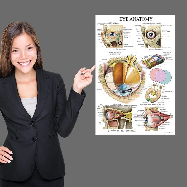 Palace Learning Laminated Eye Anatomical Poster - Human Eye Anatomy Chart - 18 x 27 - Image 6